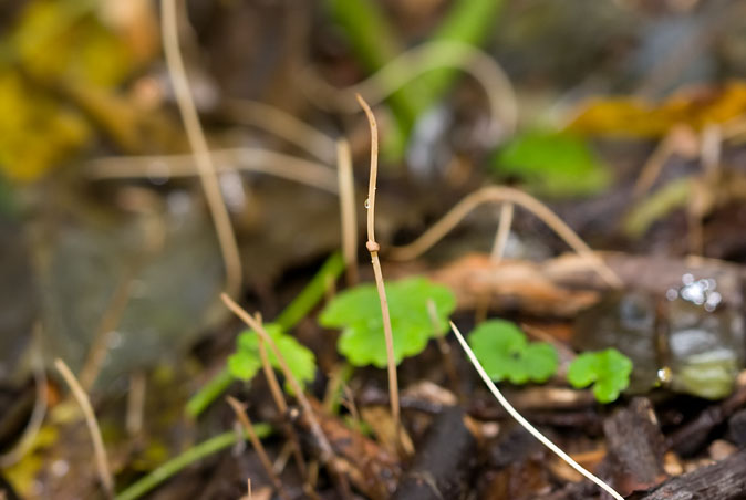 Draadknotszwam021109.JPG