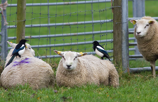 Ekster_Schaap171109A.JPG