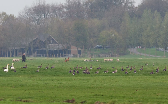 Ganzen_zwanenverjager091109.JPG