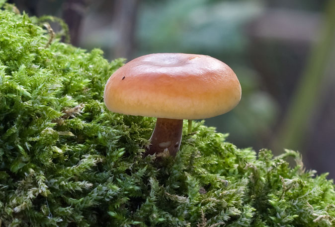 Gewoonfluweelpootje171109.JPG