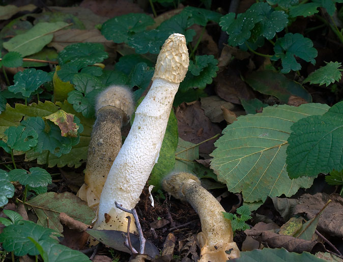 Grotestinkzwam281009.JPG