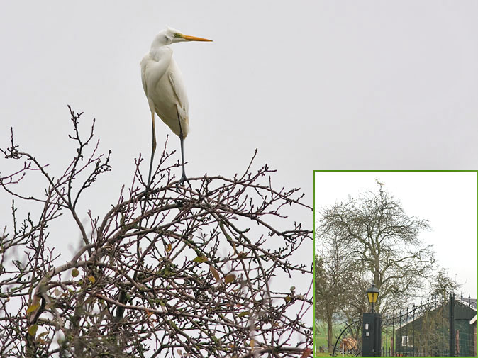 Grotezilverreiger111109_Bcoll.jpg