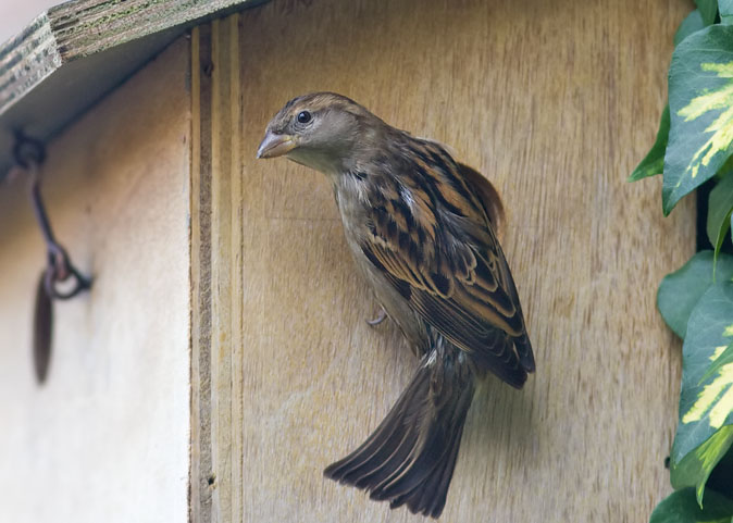 Huismus041109.JPG