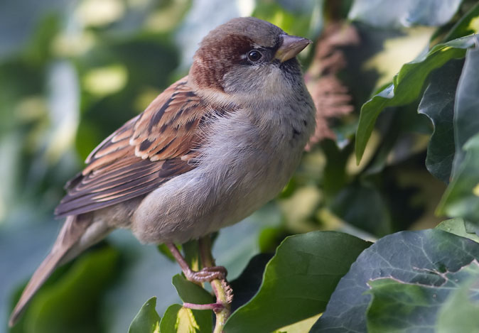 Huismus041109A.JPG