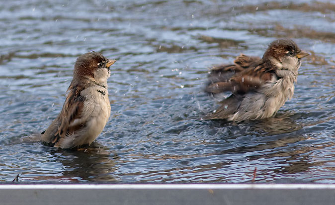 Huismus281109A.JPG
