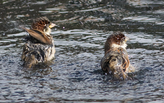 Huismussen_bad041109A.JPG