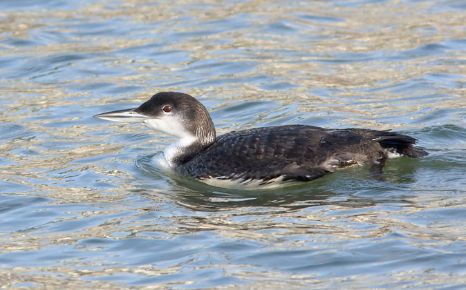 IJsduiker301109D.JPG