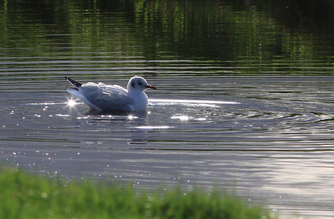 Kokmeeuw051109A.JPG