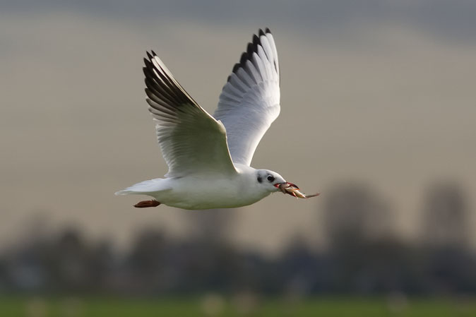 Kokmeeuw051109C.JPG