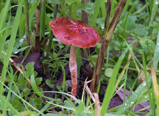 Oranjerodestropharia111109.JPG