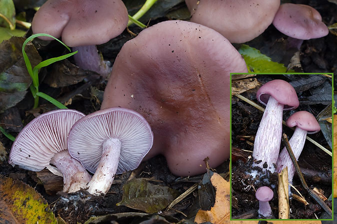 Paarseschijnridderzwam101109CD_coll.jpg