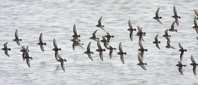 Paarsestrandloper301109B.JPG
