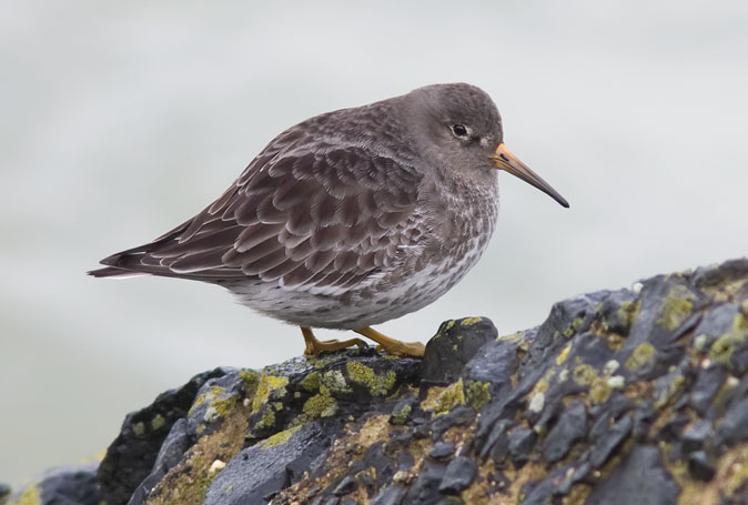 Paarsestrandloper301109D.JPG