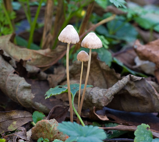 Papilmycena191109.JPG