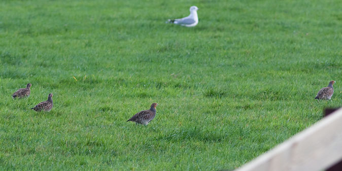 Patrijzen041109A.JPG