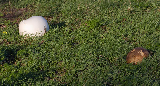 Reuzenbovist201109C.JPG