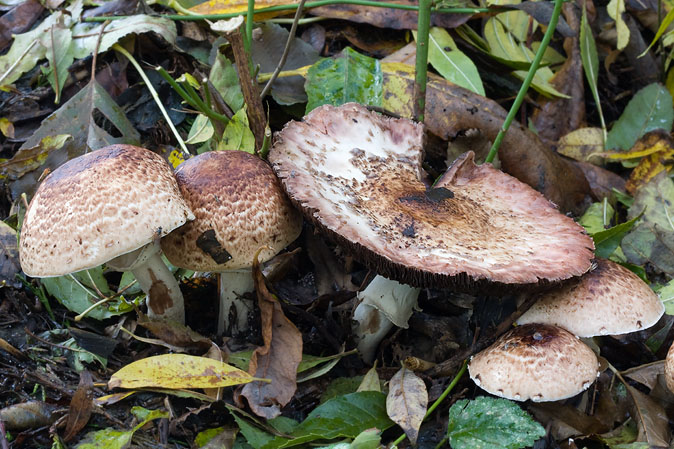 Reuzenchampignon021109.JPG