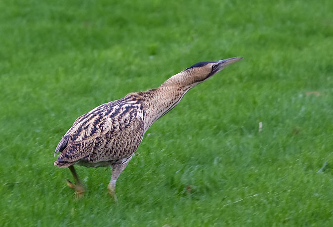 Roerdomp241109B.JPG