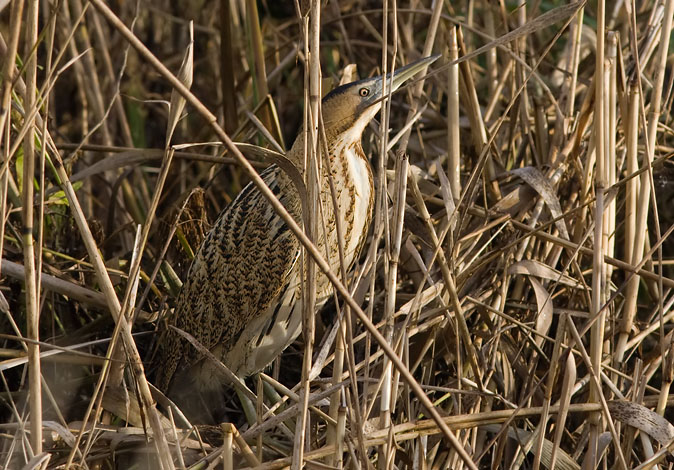 Roerdomp271109C.JPG