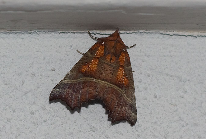 Roesje061109.JPG