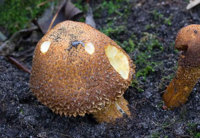 Schubbigebundelzwam191109.JPG