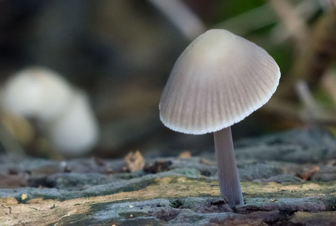 Streepsteelmycena291009.JPG