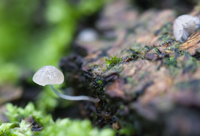 Suikermycena021109.JPG