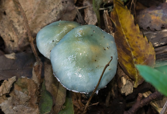 Valsekopergroenzwam281009.JPG