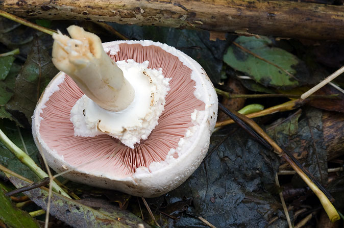 Weidechampignon101109.JPG