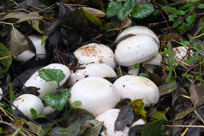 Weidechampignon101109B.JPG