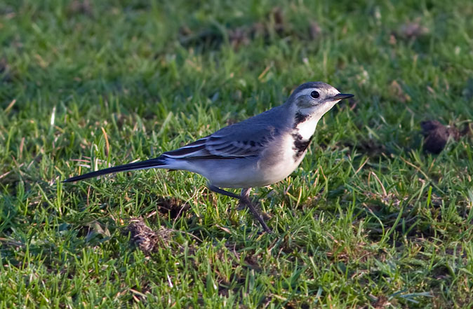 Wittekwikstaart201109.JPG