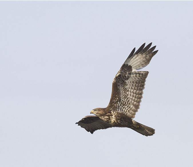 Buizerd201112.jpg