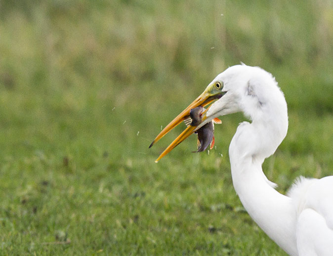 Grotezilverreiger011112.jpg