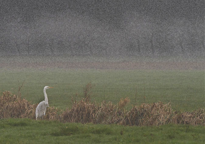 Grotezilverreiger191112.jpg