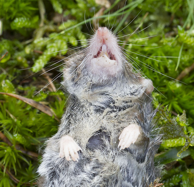 Huisspitsmuis141112A