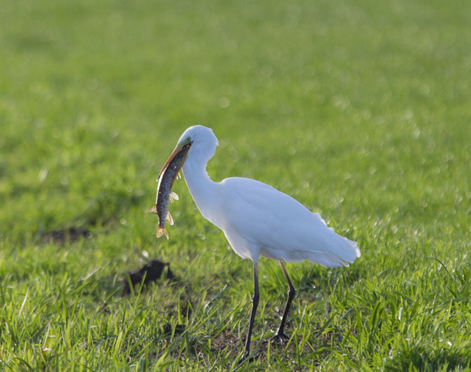 Grotezilverreiger091114