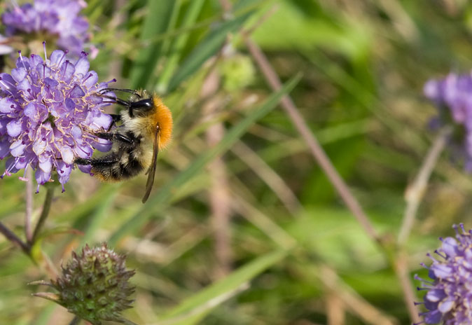 Akkerhommel270909.JPG