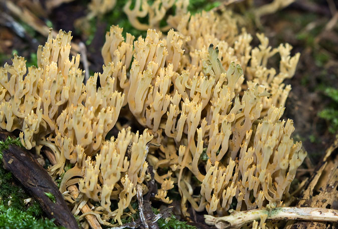 Groenwordendekoraalzwam281009.JPG