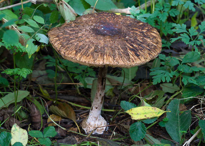 Knolparasolzwam281009.JPG