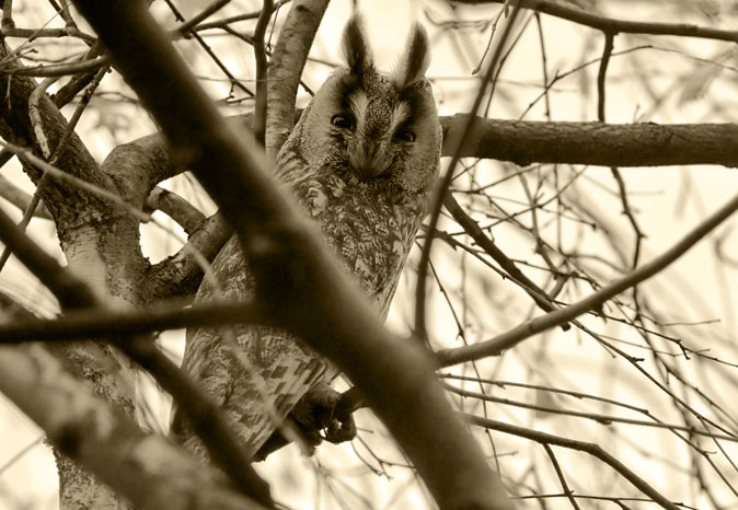Ransuil201108H.jpg