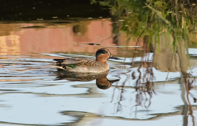 Wintertaling271009A.JPG