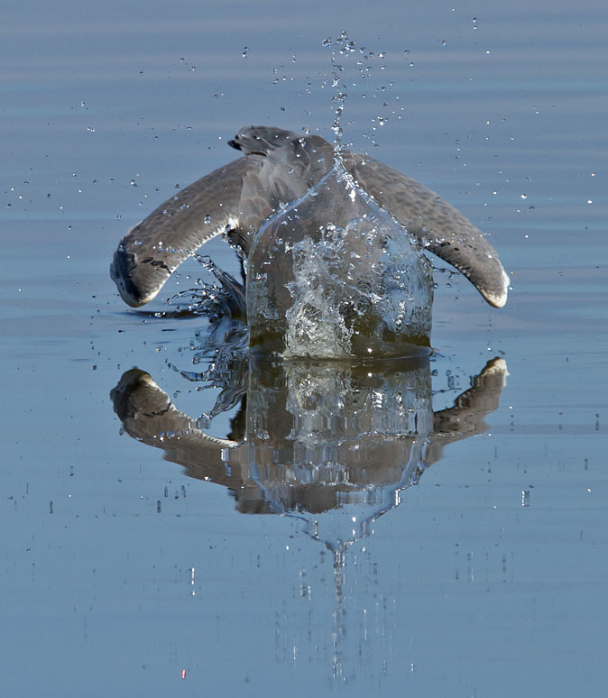 Blauwereiger180910A.JPG