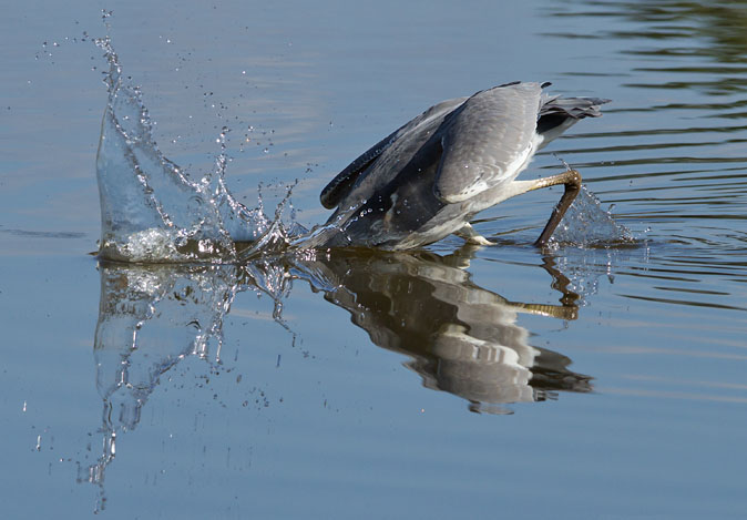 Blauwereiger180910C.JPG