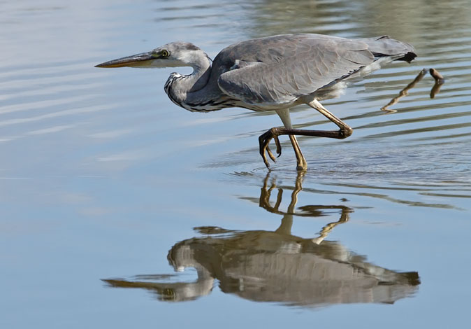 Blauwereiger180910I.JPG