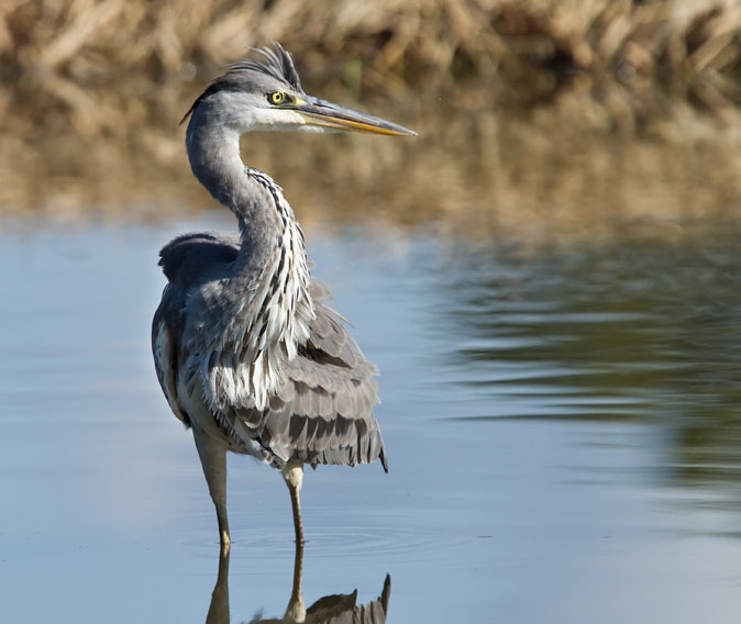 Blauwereiger180910N.JPG