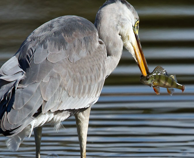 Blauwereiger180910P.JPG