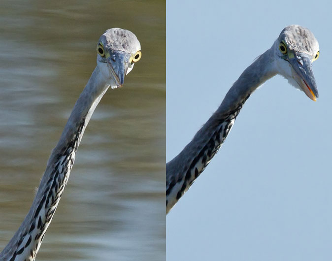 Blauwereiger180910_coll.jpg