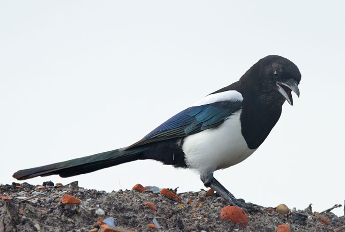 Ekster090910.JPG