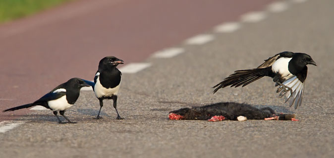 Eksters_konijn121010E.JPG