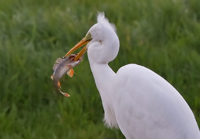 Grotezilverreiger_baars221010H.JPG